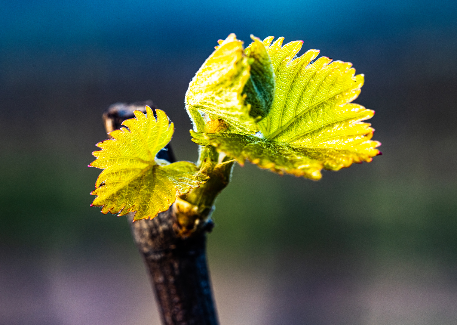 Grande plano de uma jovem folha de videira verde a brotar de um caule castanho escuro contra um fundo desfocado.